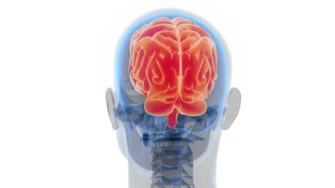 Central Organ of Human Nervous System Brain Anatomy Animation Concept 스톡 동영상 286014056