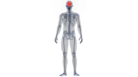 Central Organ of Human Nervous System Brain Anatomy Animation Concept 스톡 동영상 286014074