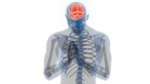 Central Organ of Human Nervous System Brain Anatomy Animation Concept 스톡 동영상 286014648