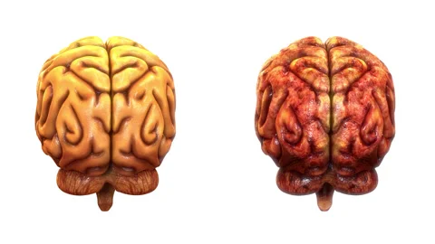 Central Organ of Human Nervous System Brain Anatomy Animation Concept 스톡 동영상 286014759
