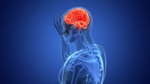 Central Organ of Human Nervous System Brain Anatomy Animation Concept Video stock 286017462