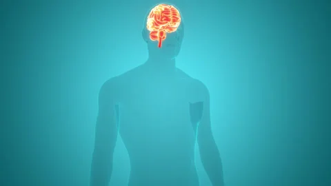 Central Organ of Human Nervous System Brain Anatomy Animation Concept 스톡 동영상 286017757