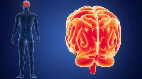 Central Organ of Human Nervous System Brain Anatomy Animation Concept 스톡 동영상 286018440