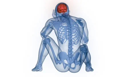 Central Organ of Human Nervous System Brain Anatomy Animation Concept 스톡 동영상 290343973
