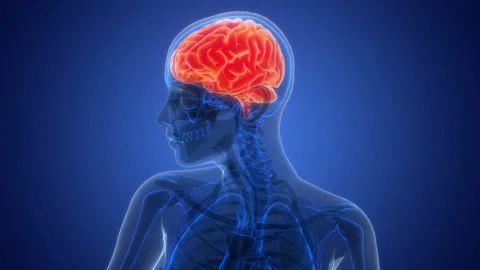 Central Organ of Human Nervous System Brain Anatomy Animation Concept Stock Footage 291393873