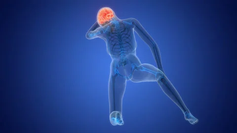 Central Organ of Human Nervous System Brain Anatomy Animation Concept Stock Footage 303621635