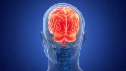 Central Organ of Human Nervous System Brain Anatomy Animation Concept Stock Footage 303621658