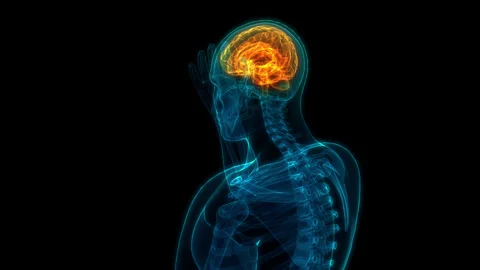 Central Organ of Human Nervous System Brain Anatomy Animation Concept Stock Footage 303621928