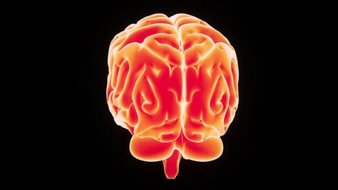 Central Organ of Human Nervous System Brain Anatomy Animation Concept 스톡 동영상 303623255