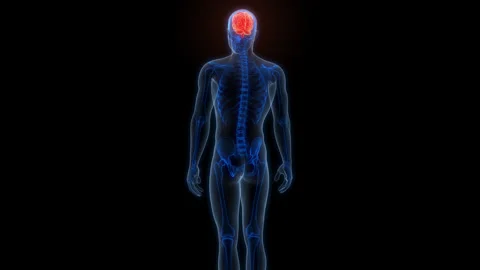 Central Organ of Human Nervous System Brain Anatomy Animation Concept Stock-Footage 303624976