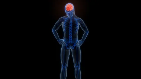 Central Organ of Human Nervous System Brain Anatomy Animation Concept Stock Footage 303627155