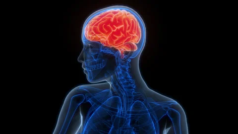 Central Organ of Human Nervous System Brain Anatomy Animation Concept Stock-Footage 303627239