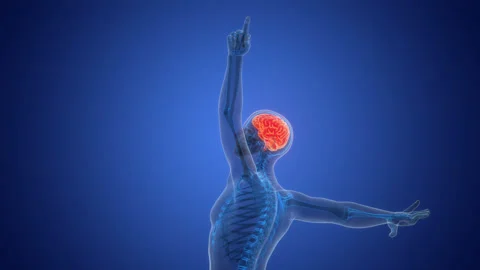 Central Organ of Human Nervous System Brain Anatomy Animation Concept Stock-Footage 303627893
