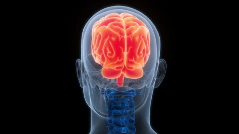 Central Organ of Human Nervous System Brain Anatomy Animation Concept Stock Footage 307403320