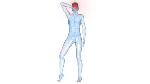 Central Organ of Human Nervous System Brain Anatomy Animation Concept Stock Footage 331864267