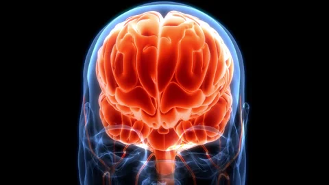 Central Organ of Human Nervous System Brain Anatomy Animation Concept Видео 331864457