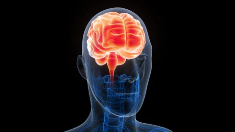 Central Organ of Human Nervous System Brain Anatomy Animation Concept Stock Footage 340986328
