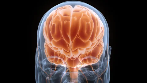 Central Organ of Human Nervous System Brain Anatomy Animation Concept Stock Footage 340987169