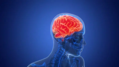 Central Organ of Human Nervous System Brain Anatomy Animation Concept Stock Footage 342297352