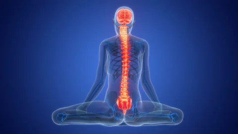 Central Organ of Human Nervous System Brain Anatomy Animation Concept Stock Footage 342297587