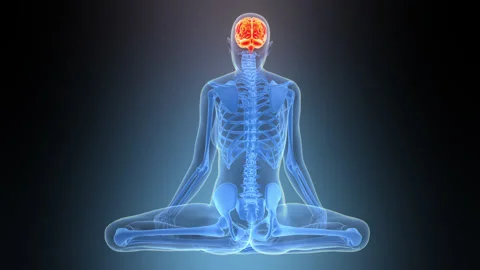 Central Organ of Human Nervous System Brain Anatomy Animation Concept Stock Footage 342297947