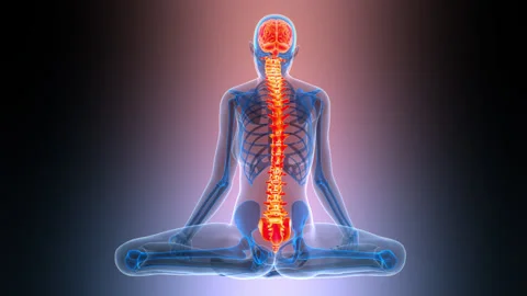 Central Organ of Human Nervous System Brain Anatomy Animation Concept Stock Footage 342297948