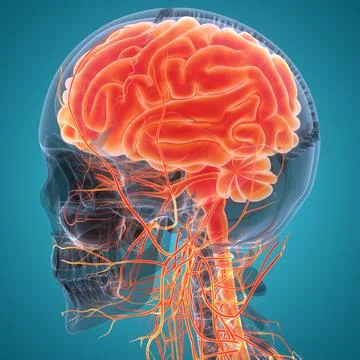Central Organ of Human Nervous System Brain Anatomy Stock Illustration
