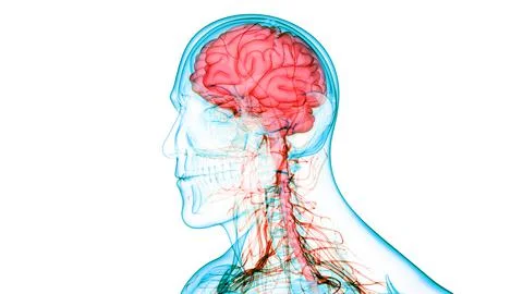 Central Organ of Human Nervous System Brain Anatomy イラスト素材