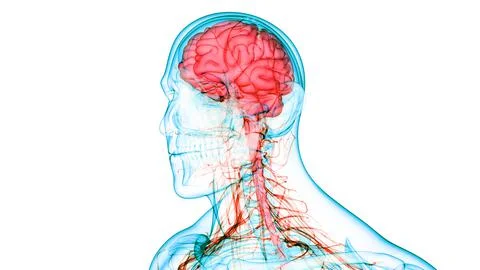 Central Organ of Human Nervous System Brain Anatomy 库存插图