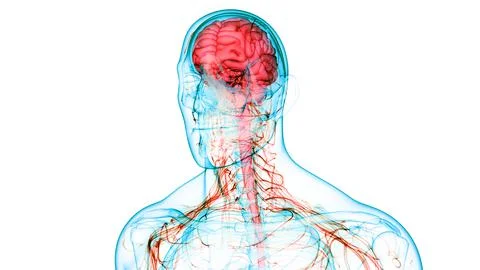 Central Organ of Human Nervous System Brain Anatomy イラスト素材