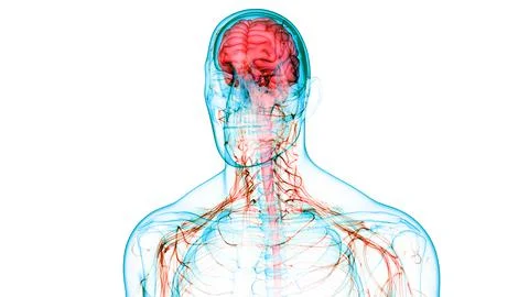 Central Organ of Human Nervous System Brain Anatomy Stock Illustration