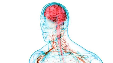 Central Organ of Human Nervous System Brain Anatomy 库存插图