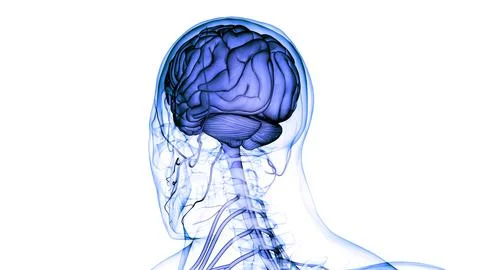 Central Organ of Human Nervous System Brain Anatomy Stock Illustration