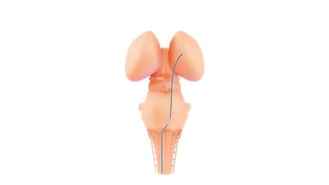 Central Organ of Human Nervous System Brain Anatomy Stock-Illustration