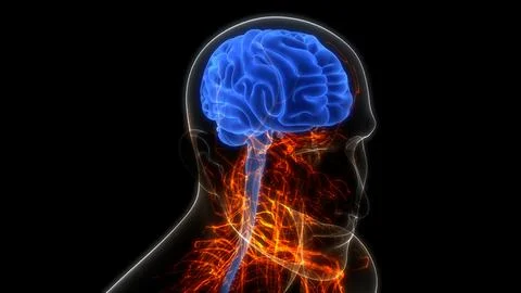 Central Organ of Human Nervous System Brain Anatomy Stock Illustration