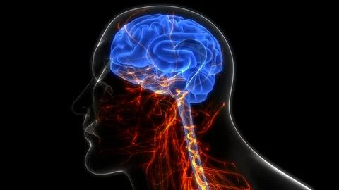 Central Organ of Human Nervous System Brain Anatomy Ilustración de archivo