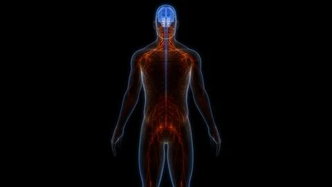 Central Organ of Human Nervous System Brain Anatomy Stock Illustration