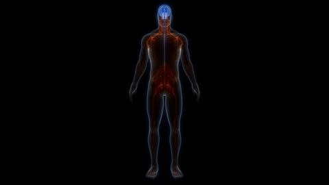 Central Organ of Human Nervous System Brain Anatomy Stock Illustration