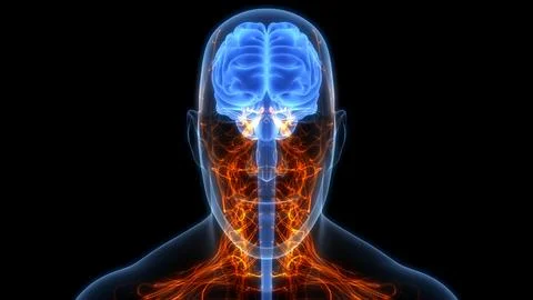 Central Organ of Human Nervous System Brain Anatomy 스톡 일러스트