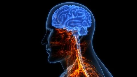 Central Organ of Human Nervous System Brain Anatomy Illustrazione stock