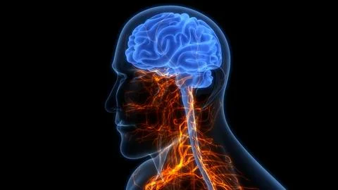 Central Organ of Human Nervous System Brain Anatomy 스톡 일러스트