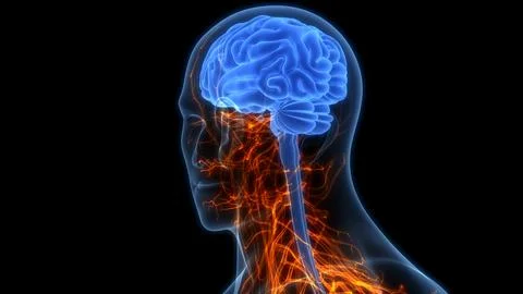 Central Organ of Human Nervous System Brain Anatomy 库存插图