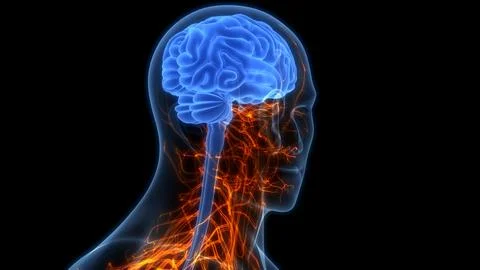 Central Organ of Human Nervous System Brain Anatomy Stock-Illustration