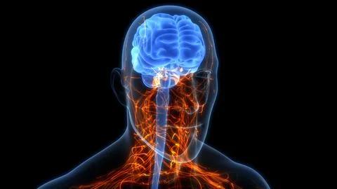 Central Organ of Human Nervous System Brain Anatomy Stockillustratie
