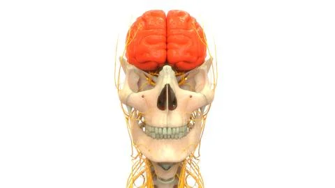 Central Organ of Human Nervous System Brain Anatomy Illustrazione stock