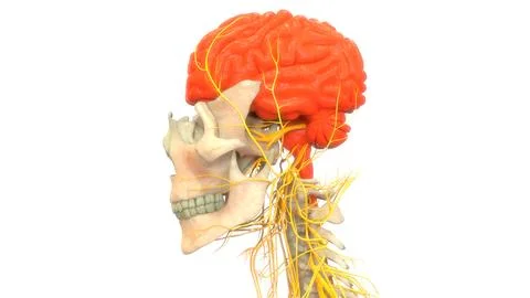 Central Organ of Human Nervous System Brain Anatomy Ilustración de archivo