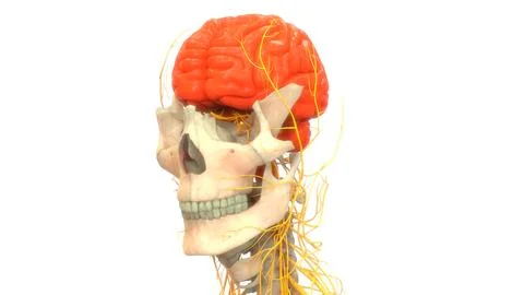 Central Organ of Human Nervous System Brain Anatomy Ilustración de archivo
