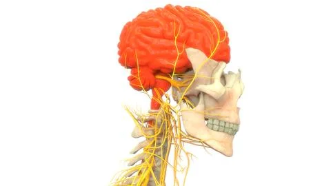 Central Organ of Human Nervous System Brain Anatomy Stock Illustration