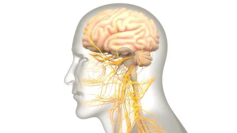 Central Organ of Human Nervous System Brain Anatomy Ilustración de archivo