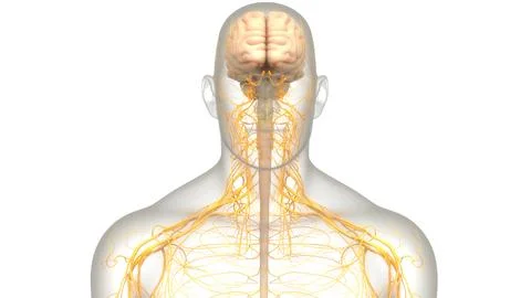 Central Organ of Human Nervous System Brain Anatomy イラスト素材